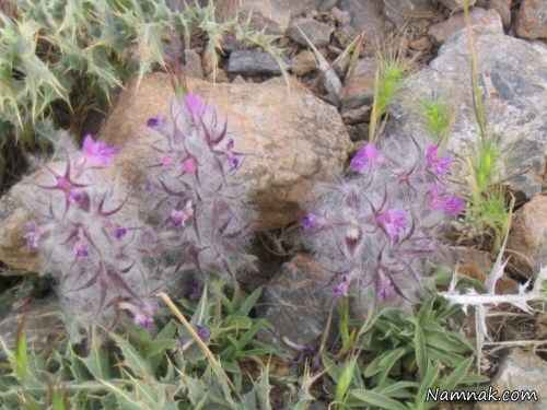 چای کوهی یا توکلیچه 